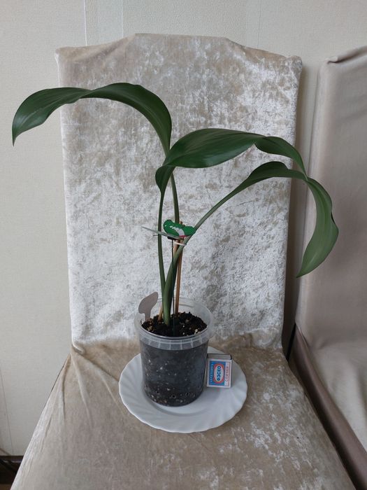 Эухарис (Амазонская лилия).
