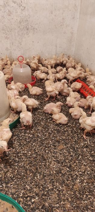 Цыплята бройлеры