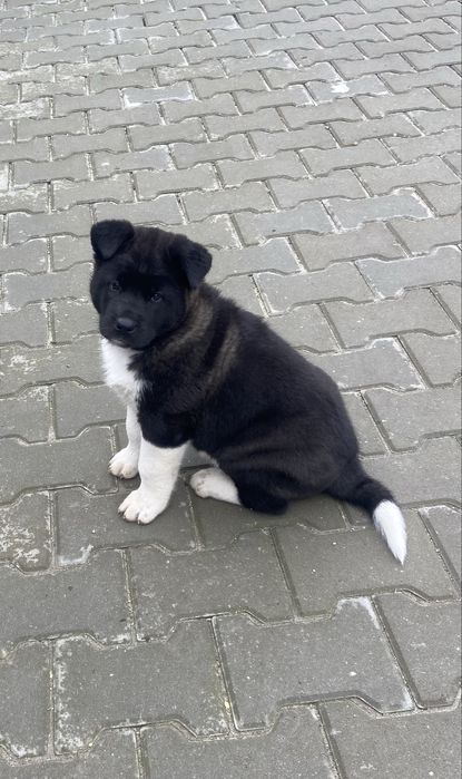 Американска акита