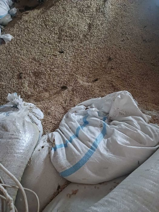 Vând orz de buna calitate