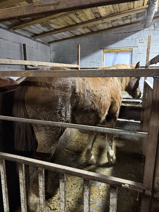 Лошади на развод.