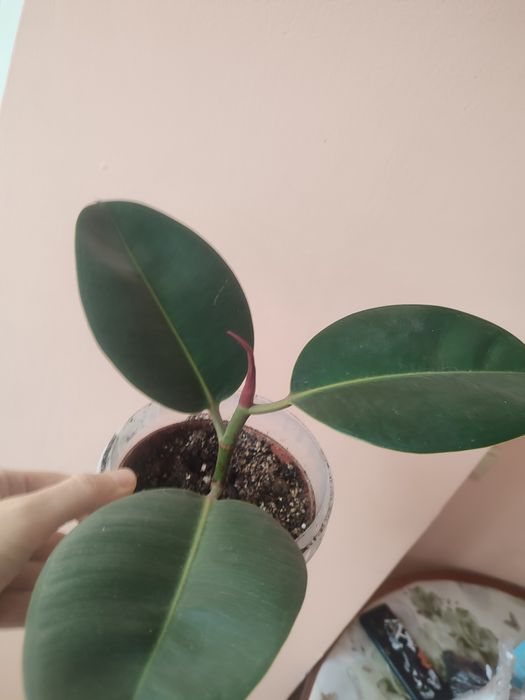 Комнатные растения