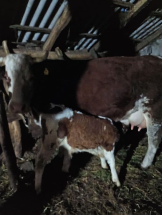 Vaca cu vitel sau fara