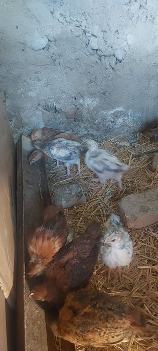 Цыплята ХанХяп Брама Чёрный Принц