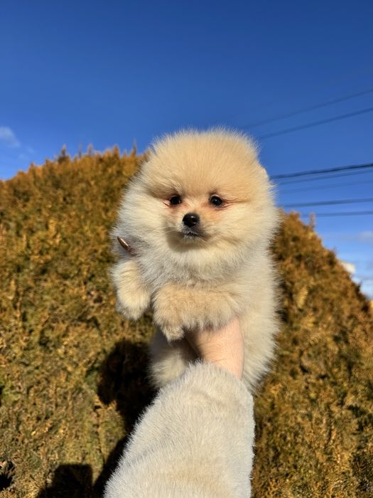 Померан померанче