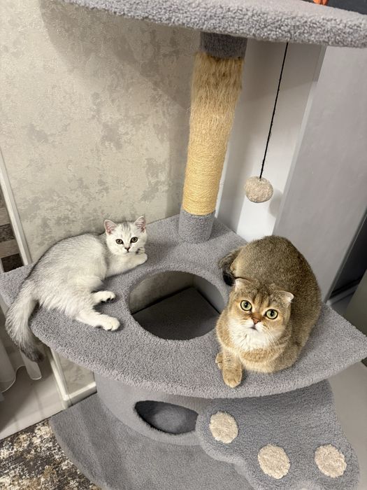 Котята серебристой шиншиллы скотиш страйт