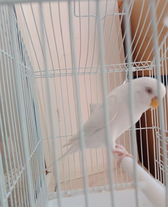 Продам попугай с клеткой