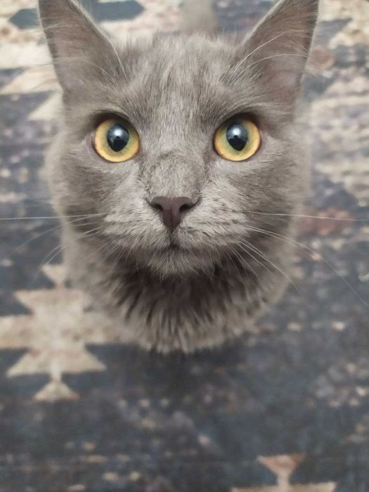 кот отдаем срочно