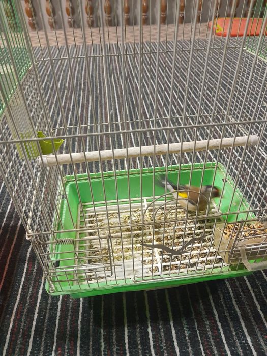 qushla sotiladi kokil kanareykala