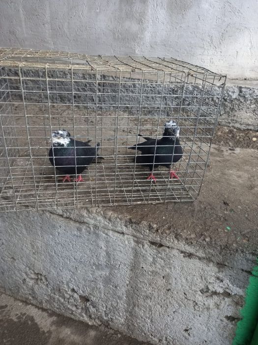 Рябагаловые чубати пара лет с игрой