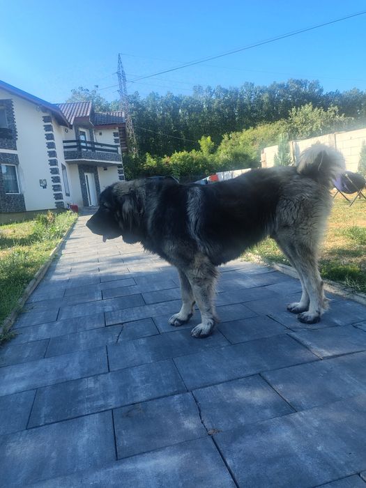 Ciobanesc caucazian