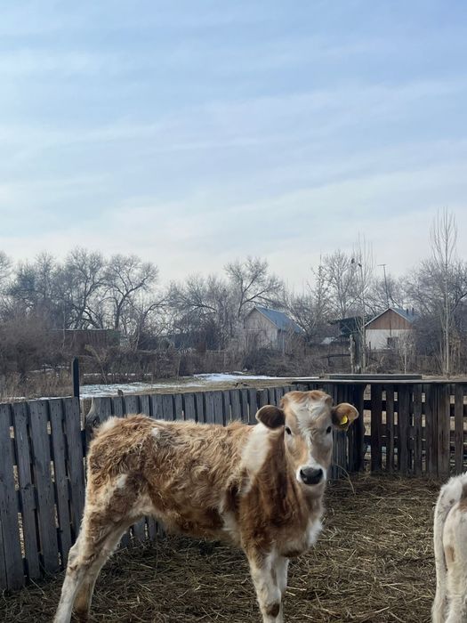 2 ұрғашы баспақ сатылады