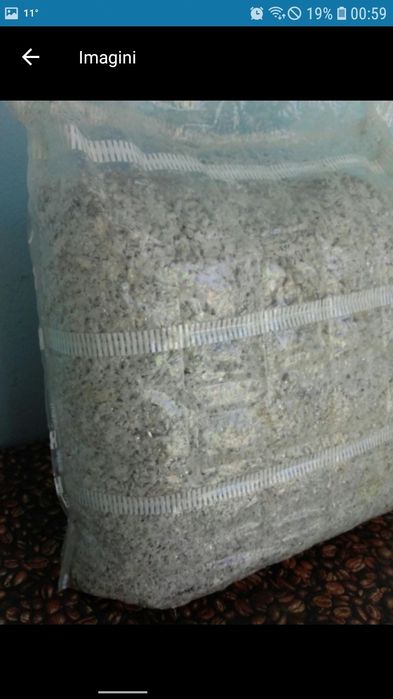 Miceliu pentru ciupercile Pleurotus.