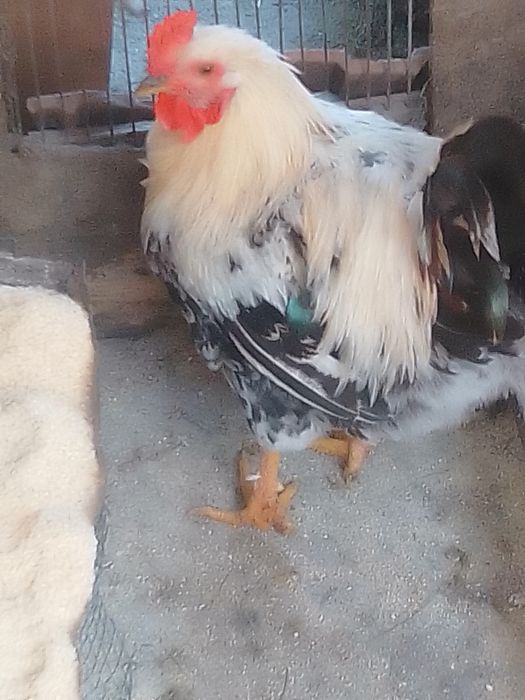Pui de țară și cocos