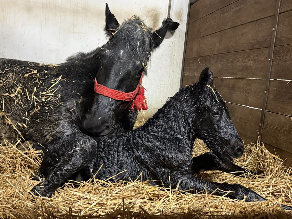 Iapa sura de 5 ani si manzul ei nascut pe 06.03.26