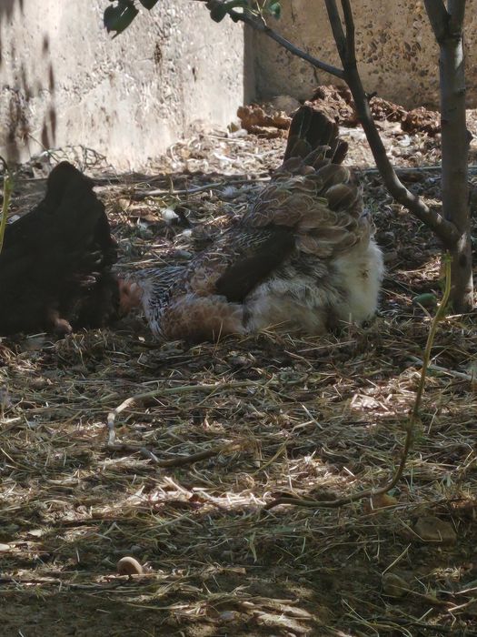 Уругланган брама ва Адлер тухумлари