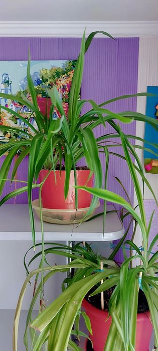 Продам Хлорофитум