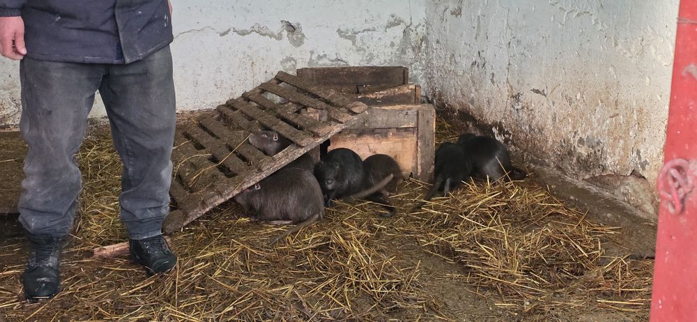 Nutrii de vanzare