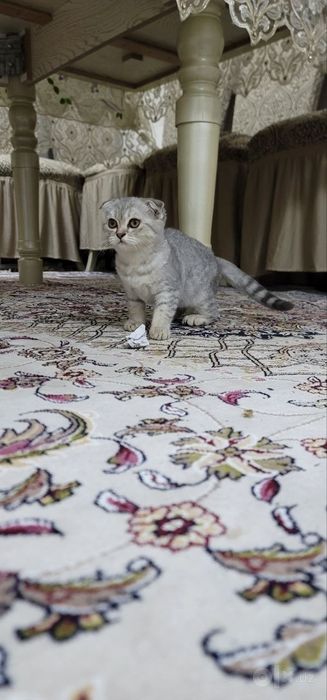 Мушук боласи зотли. Киз бола фолд.