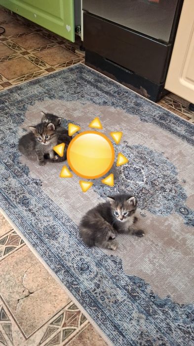 Отдам котят бесплатно в добрые руки. Уральск