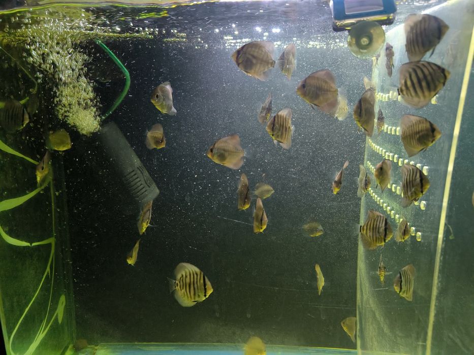 Дискус мальки, Дискусы