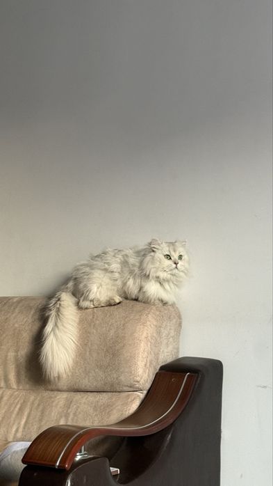 Дам кот длиннашорстый шиншилла