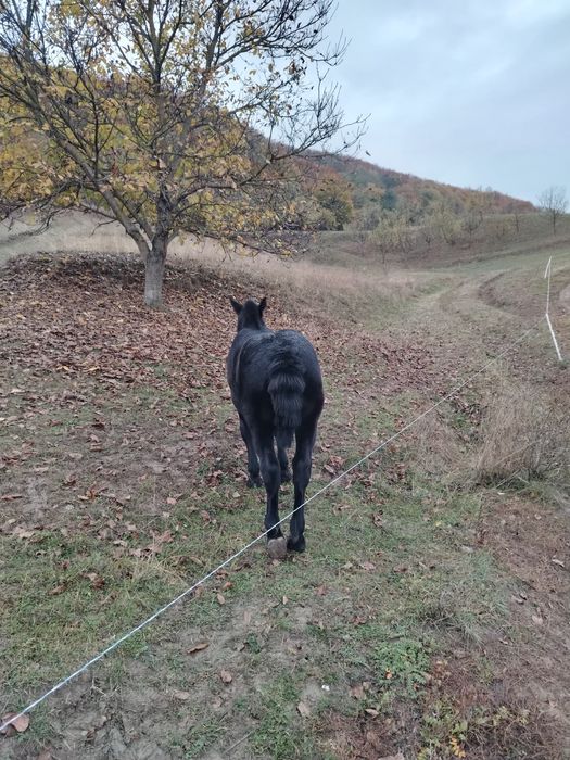Mânză neagra de vânzare!