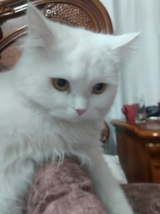 Продам кошку белую