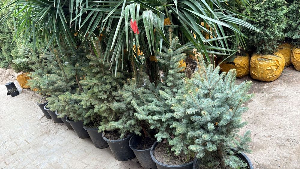 Саженцы Шымкент видов