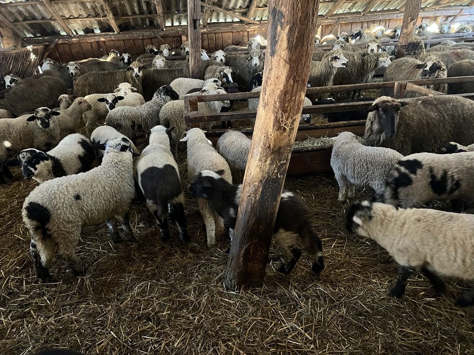 Vand 100 de oi cu miei