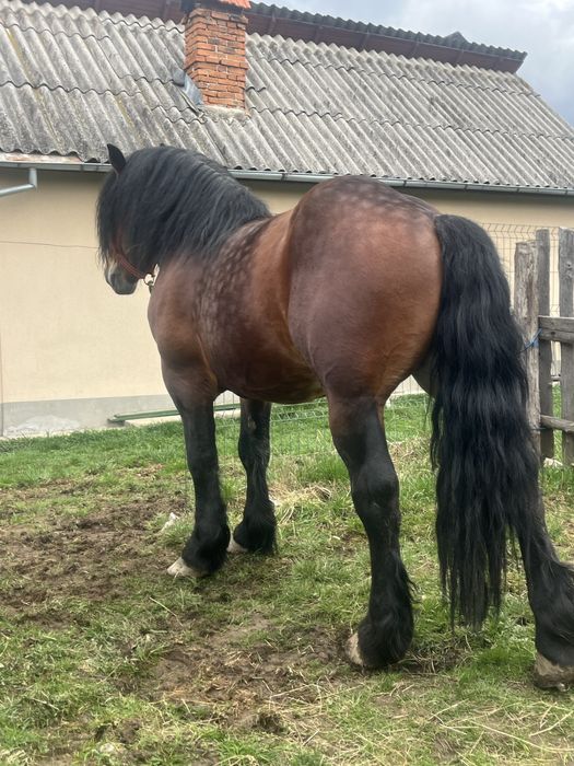 Armasar pentru monta sange rece unguresc