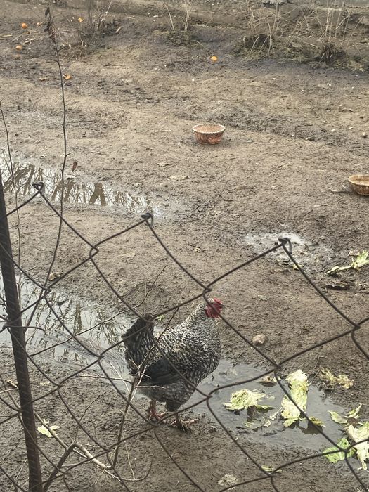 Қораз сатылады үйдікі