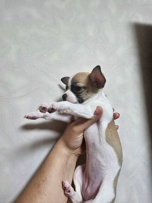Чихуахуа девочка