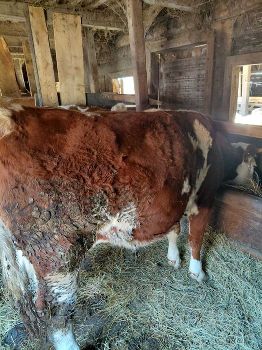 Vand juninca gestanta