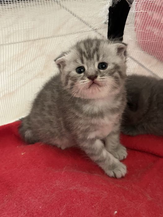Pui Scottish Fold