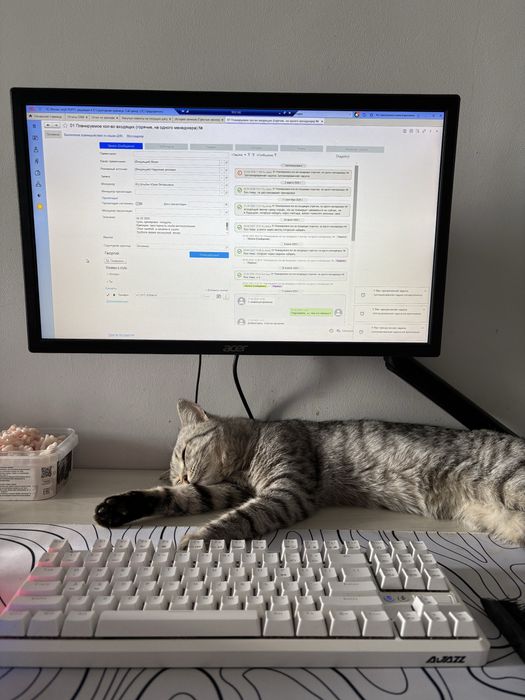 Отдам кота в добрые руки