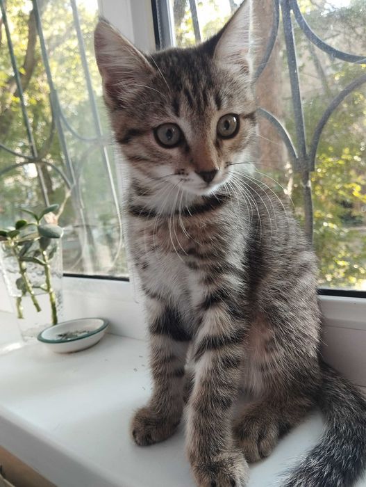 Отдам котят в добрые руки