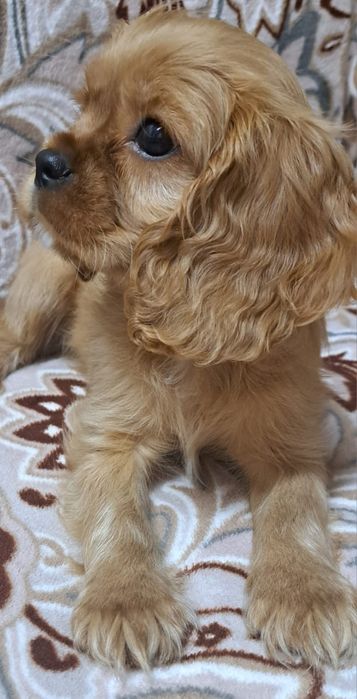 Кавалер кинг Чарльз спаниель мальчики и девочки