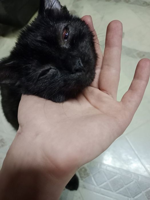 Котики из частного приюта в добрые руки