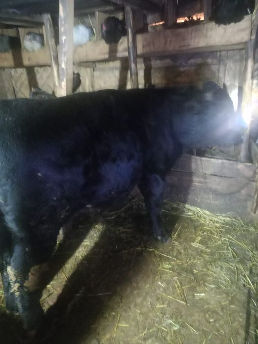 Продам быка стоит на откорме !