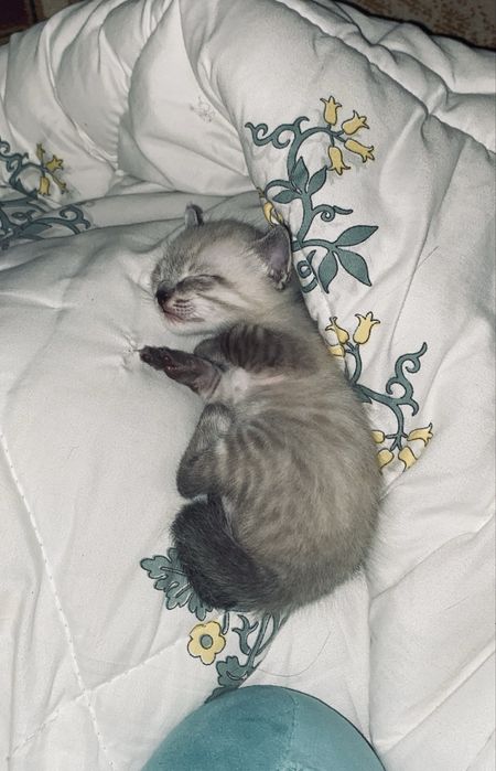 Котикк бесплатно