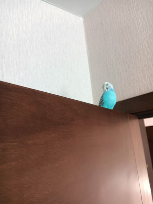 Попугай волнистый