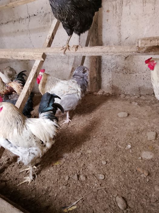 Продаю молодых петухов