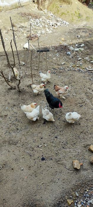 Продается яйцы куриные для инкубации