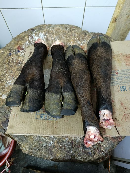 Продам Сбоя,Мясо