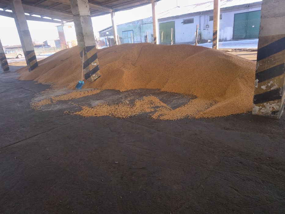 Porumb de vanzare 0.8ron