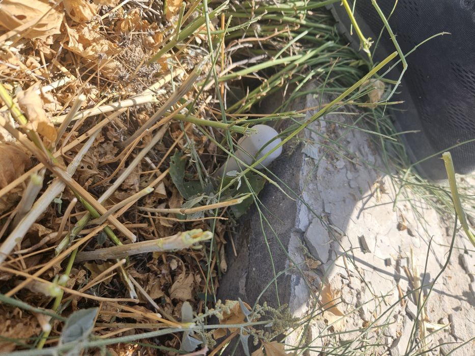 6 соттық  жер сатылады