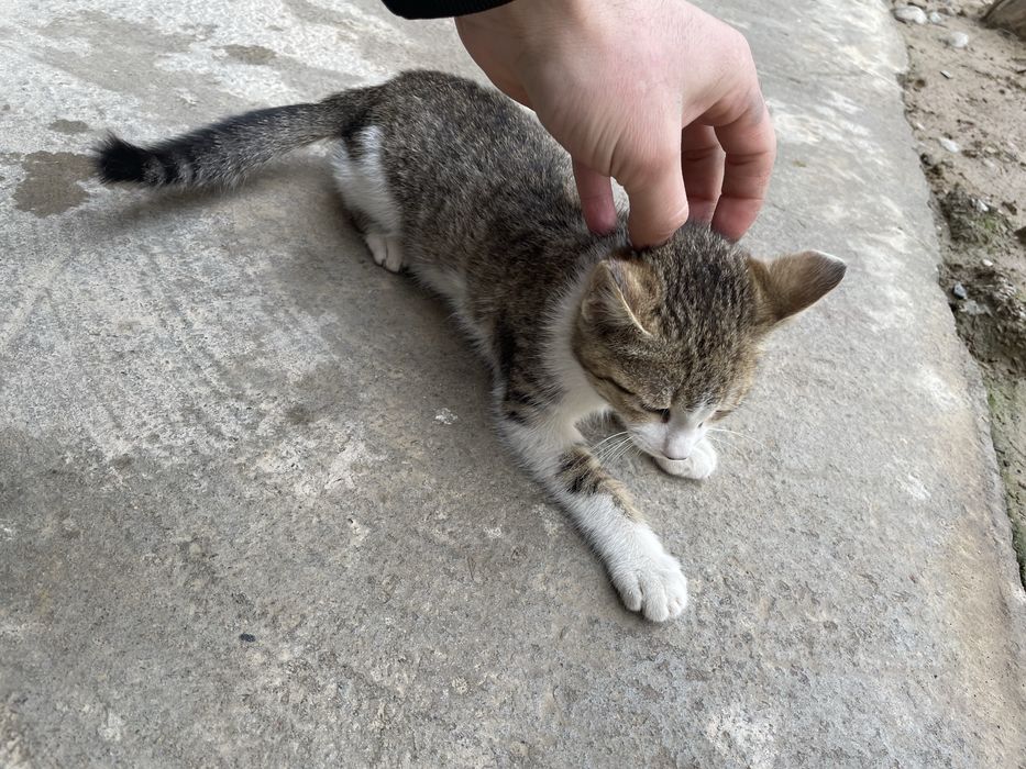 mushuk hadya qilinadi