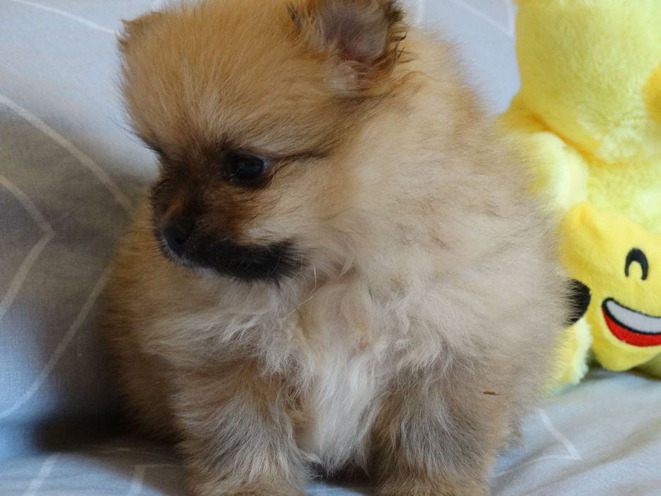 Красив мъжки померан