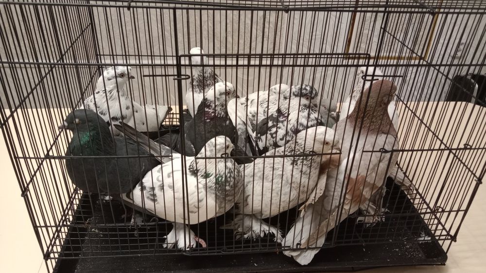 Продаются голуби, голубь Астана